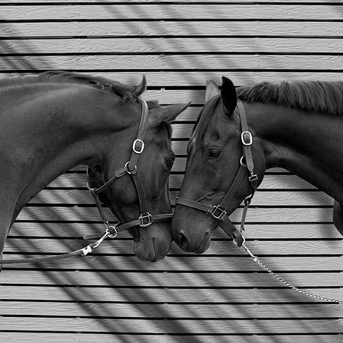 Tela para Quadros Decorativo Retrato Cavalos Frete a Frete - Afic19677