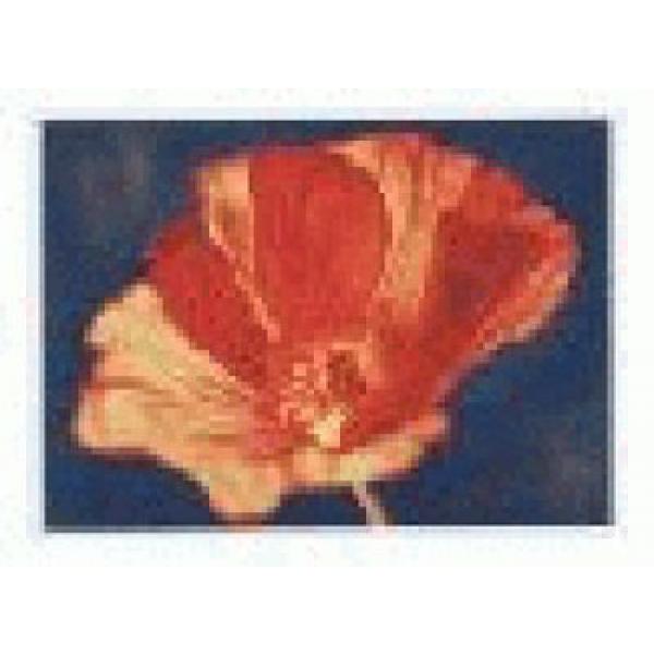 Gravura para Quadros Papoula Vermelha Mesclada -ncn3316 - 70x50 Cm