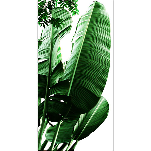 Tela para Quadros Decorativo Folhas de Bananeira - Afic19448