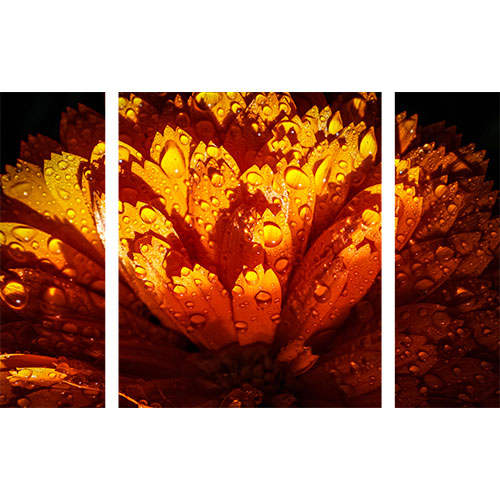 Tela para Quadros Recortada Decorativo Floral Grbera Laranja - Afic19573a - 190x120 Cm