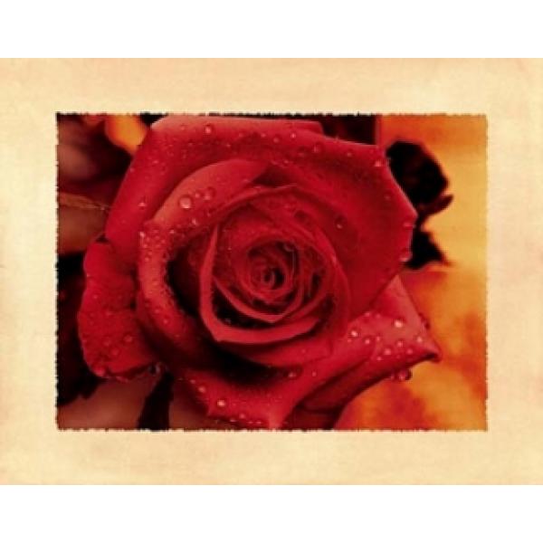 Gravura para Quadros Rosa Vermelha Amor -pr638 - 71x56 Cm