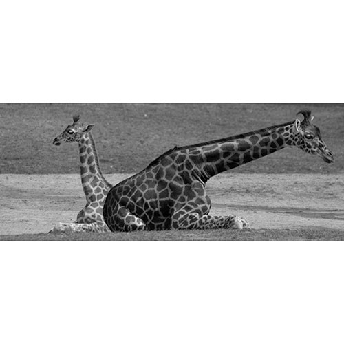 Gravura para Quadros Decorativo Foto Girafas Paisagem Preto e Branco - Afi19070