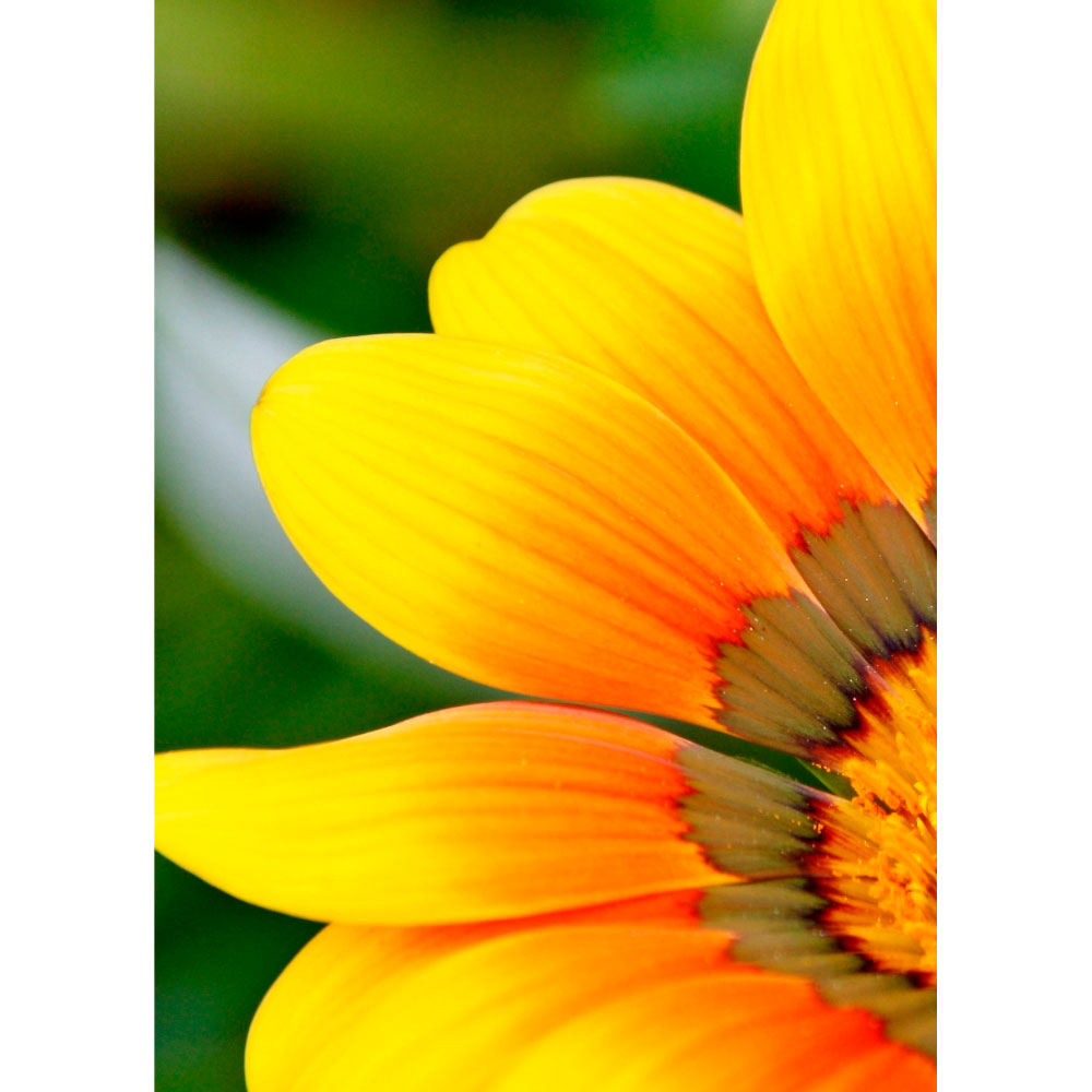 Gravura para Quadros Floral Amarela - Afi12607 - 60x80 Cm