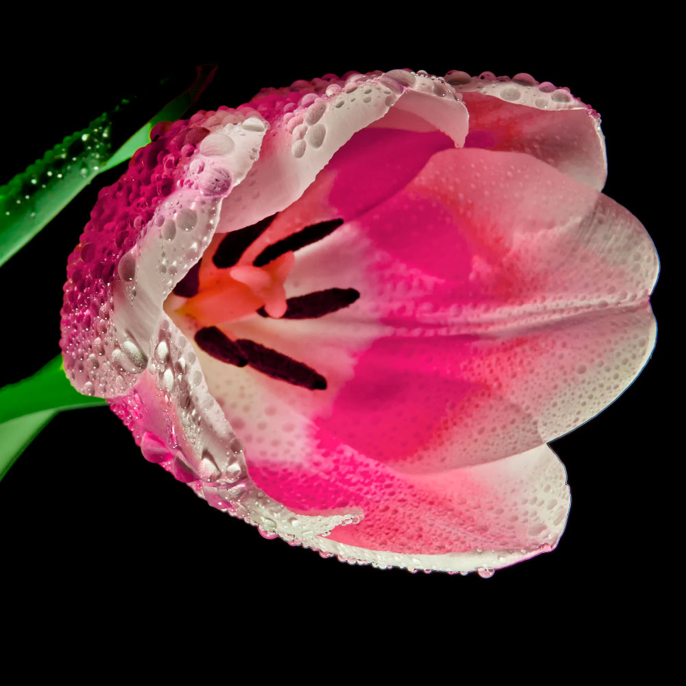 Gravura para Quadros Floral Tulipa Rosa - Afi12609