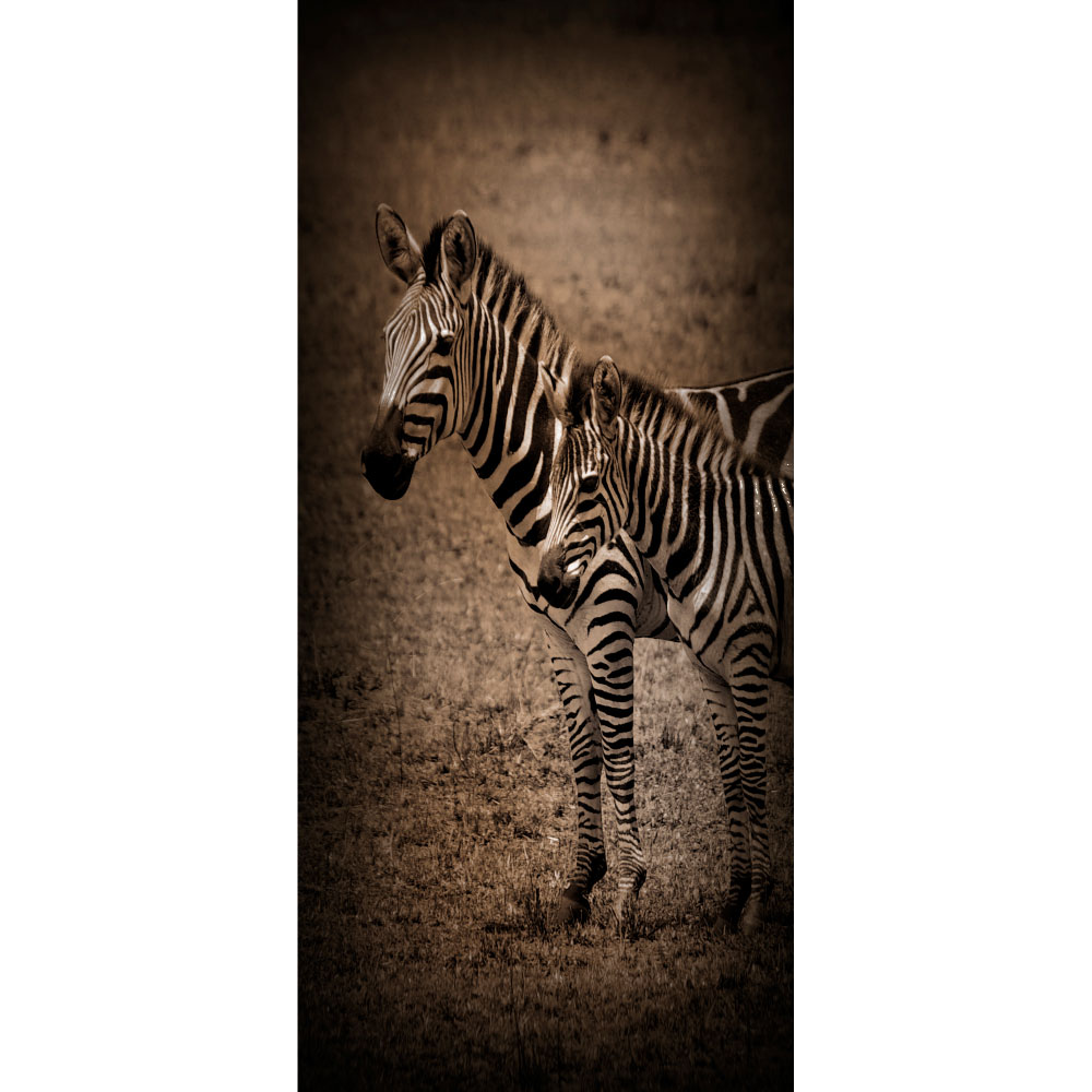 Gravura para Quadros Zebras Preto e Branco - Afi12390