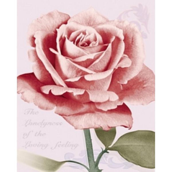 Gravura para Quadros Pster Rosa Cor-de-rosa - Gr7345 - 40x50 Cm