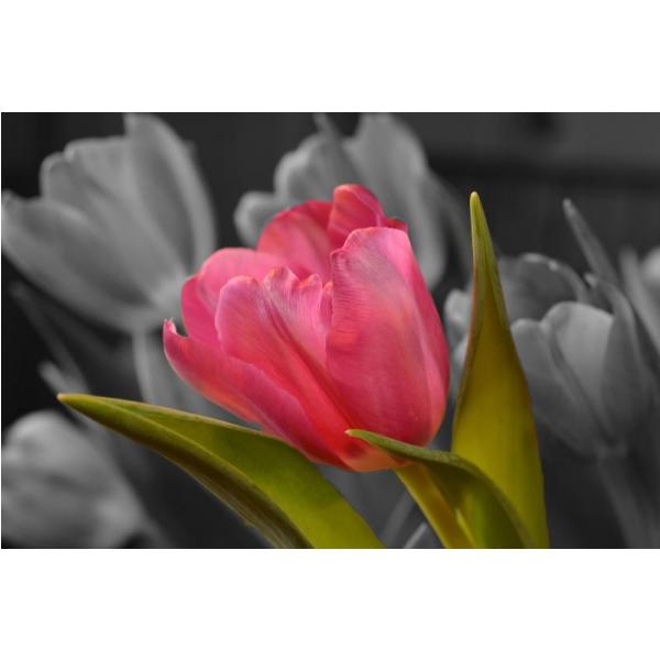 Impresso em Tela para Quadros Natureza Viva Tulipa - Afic2112