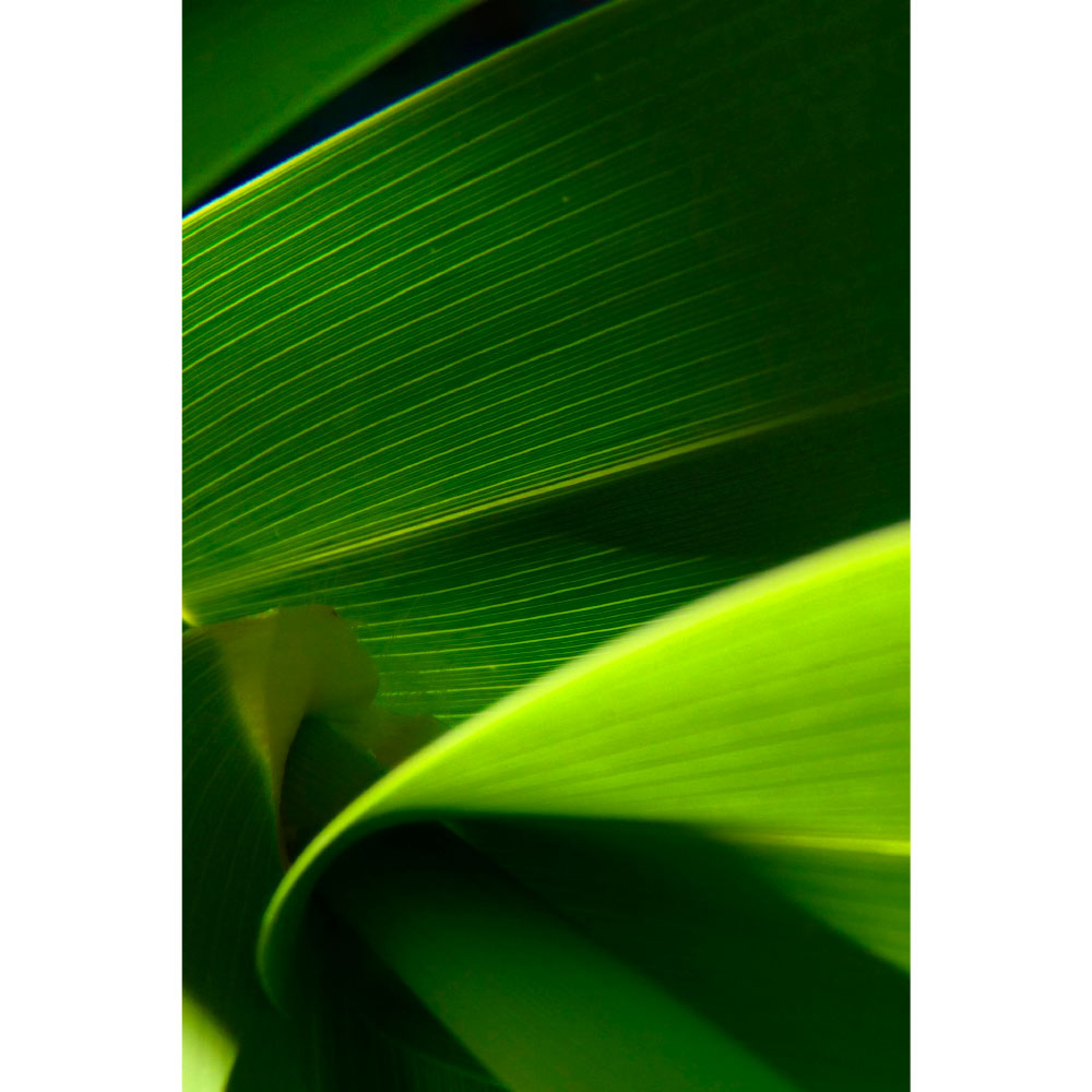 Gravura para Quadros Folhas Verdes Brilhante - Afi12214