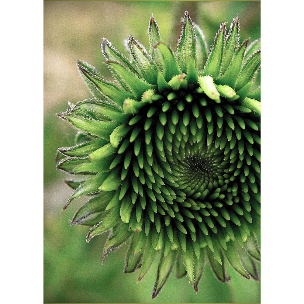 Tela para Quadros Floral Verde - Afic11796
