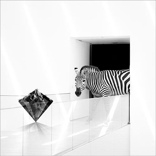 Gravura para Quadros Decorativo Zebra Pea de Diamante - Afi19672