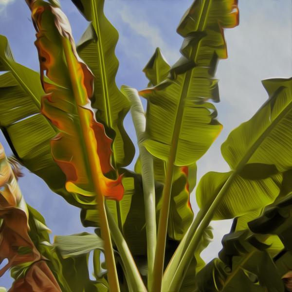 Impresso em Tela para Quadros Painel Folhas de Banana - Afic3668 - 60x60 Cm