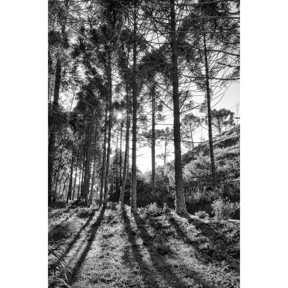 Tela para Quadros rvores de Pinho Santo Antnio do Pinhal Por Dorival Moreira - Aficdm114
