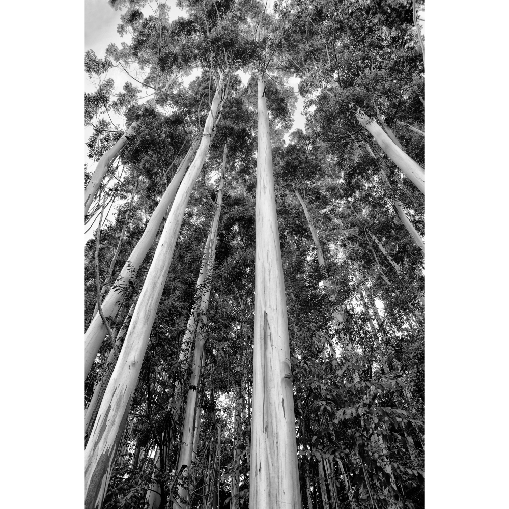 Gravura para Quadros Árvores Eucalipto Santo Antônio do Pinhal Por Dorival Moreira Ii - Afidm109