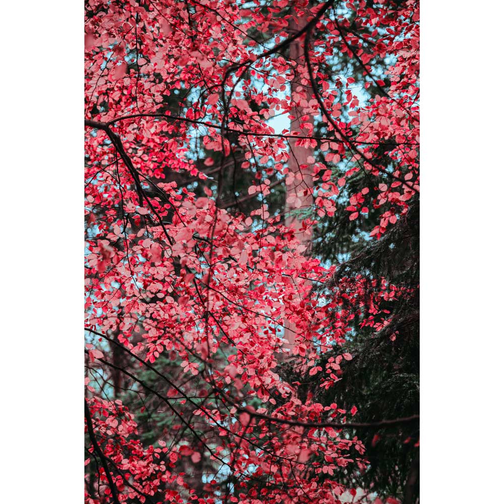 Tela para Quadros Decorativos rvore de Jardim com Folhas Vermelhas - Afic9073