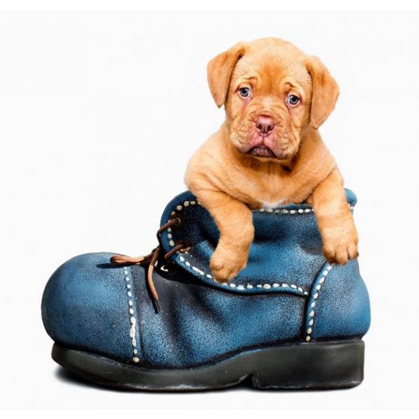 Gravura Impressa para Quadros Pet Cachorro Dentro da Bota Azul - Afi1675