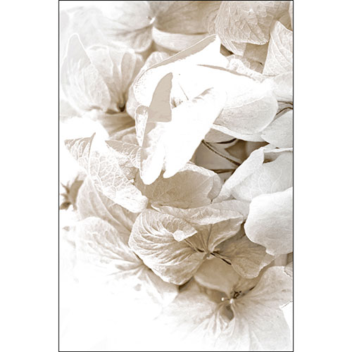 Tela para Quadros Decorativo Flores de Hortncia Preto e Branco - Afic19457