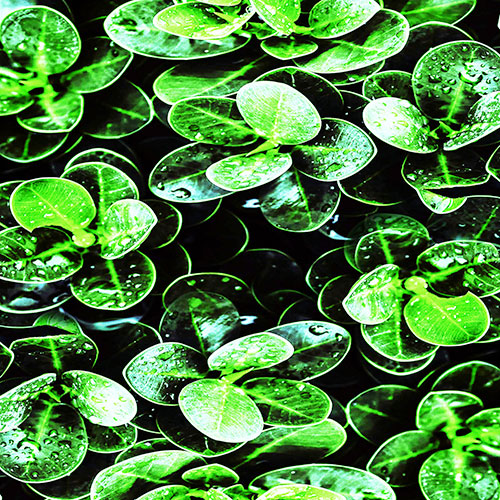 Tela para Quadro Folhas Verde Noturna I - Afic18156