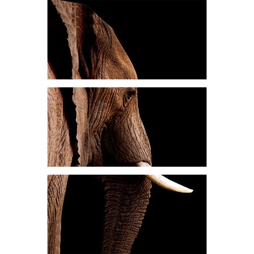 Gravura para Quadros Recortada Fotografia Elefante Adulto - Afi18033a - 100x160 Cm