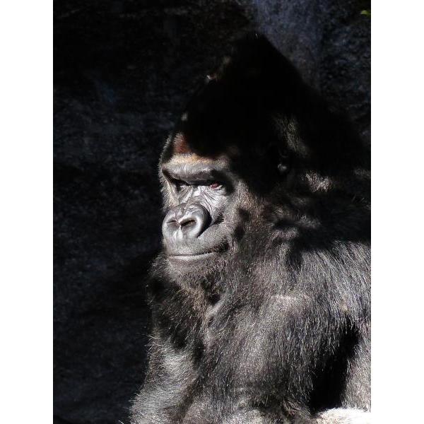Gravura Impressa para Quadros Gorila Na Sombra da rvore - Afi679