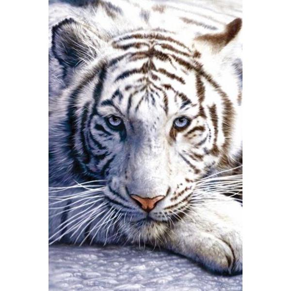 Pster para Quadros Tigre Branco Descansando - 60x90 Cm