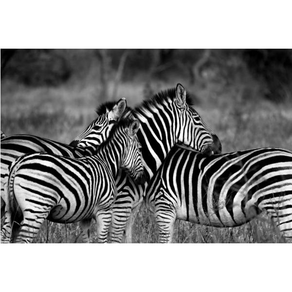 Impresso em Tela para Quadros Imagem Famlia de Zebras - Afic1729