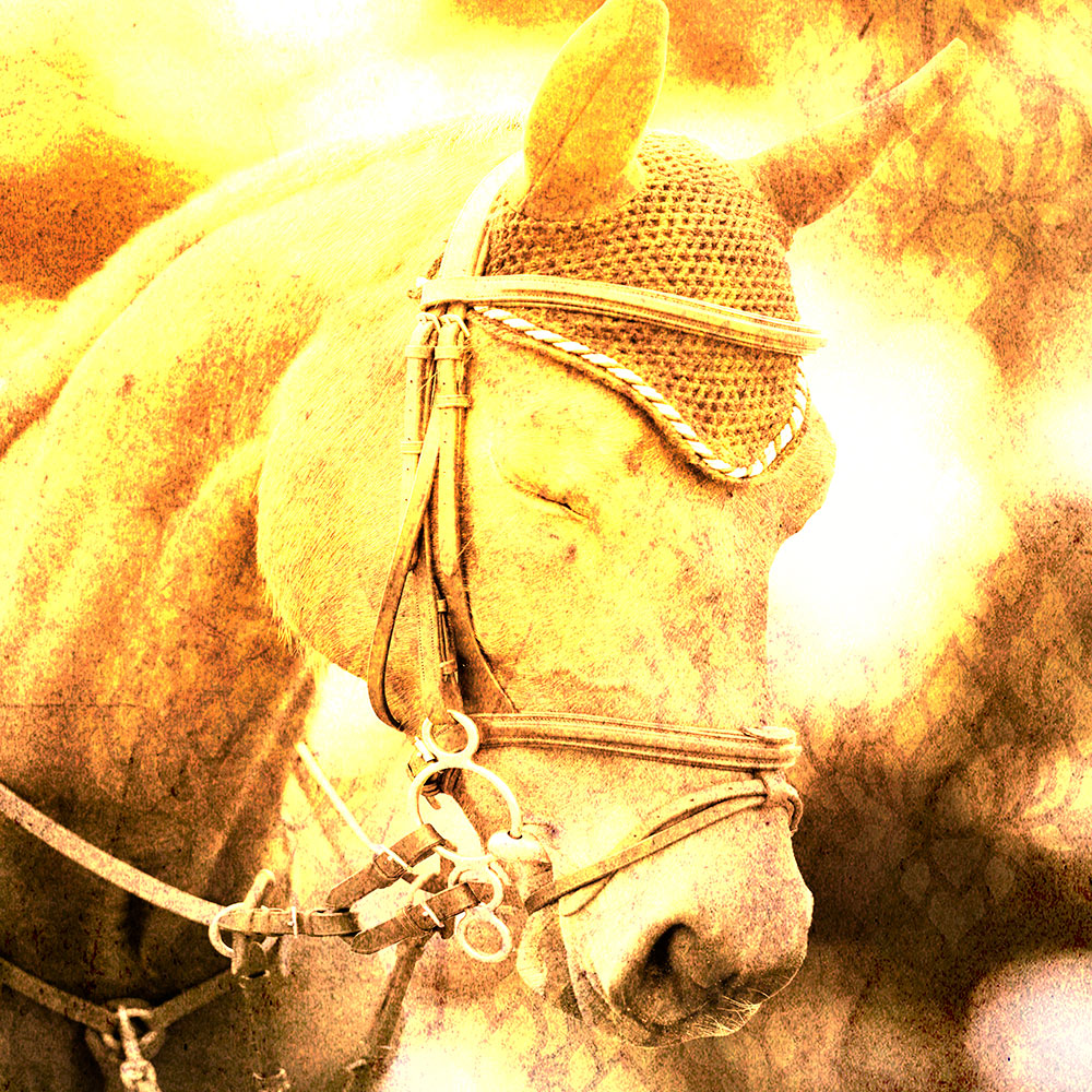 Gravura para Quadros Cavalo Encilhado Luz Amarela - Afi14610