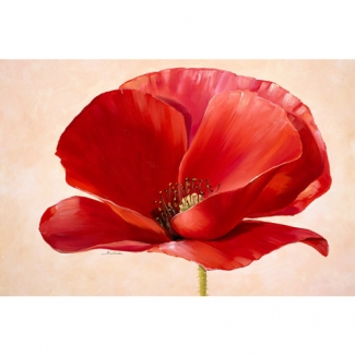 Gravura para Quadros Grande Flor de Papoula - 9905163 - 25x20 Cm