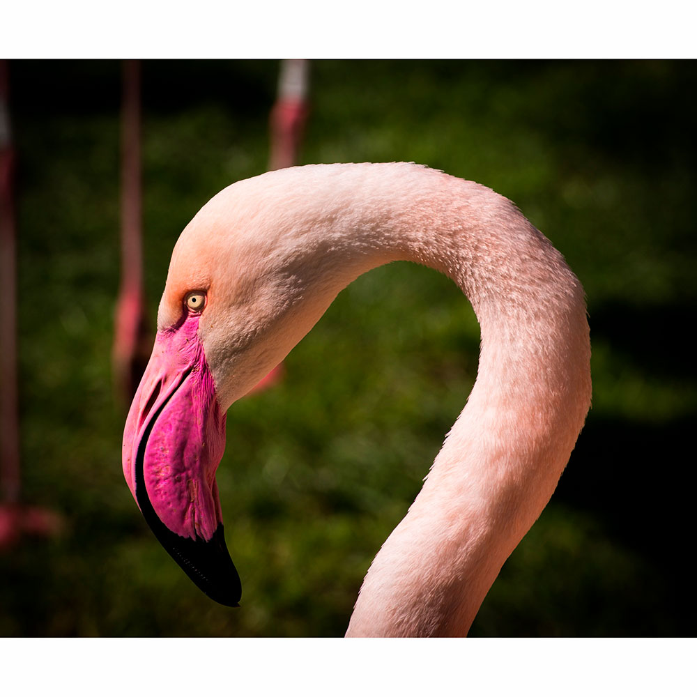 Gravura para Quadros Perfil Flamingo Rosa - Afi13378 - 100x70 Cm
