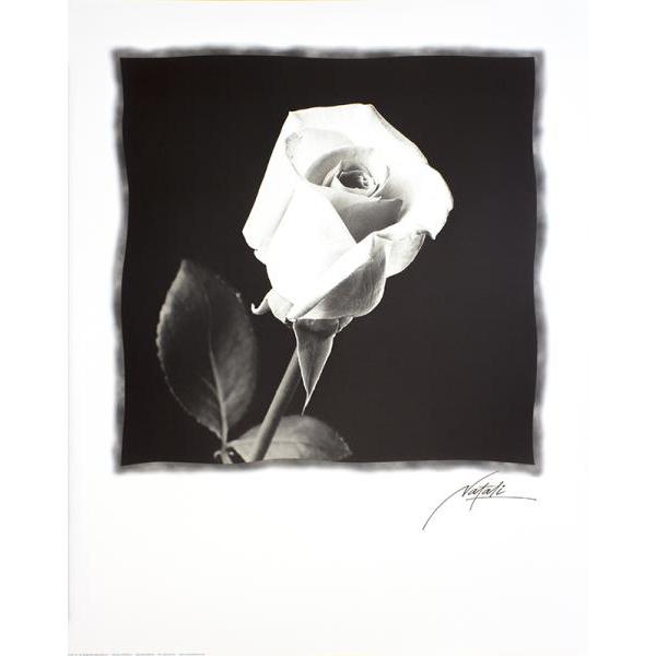 Gravura para Quadros Pster Floral Boto Branco - P575 - 56x71cm