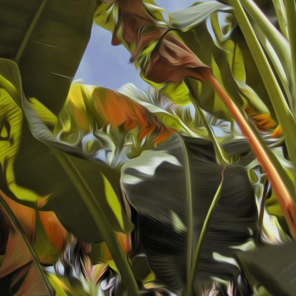 Gravura para Quadros Folhas de Bananeiras - Afi3669 - 60x60 Cm