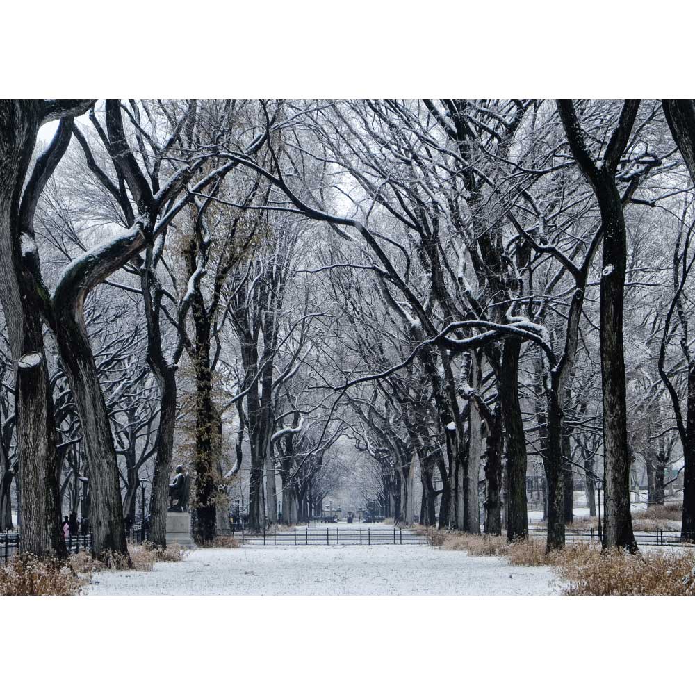 Tela para Quadros rvores Central Park New York Por Dorival Moreira - Aficdm205