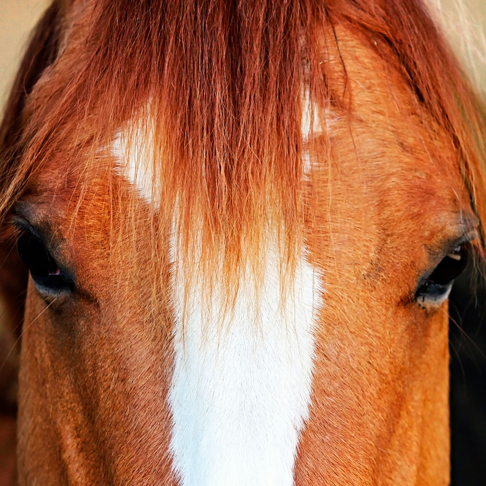 Tela para Quadros Fotografia Facial Cavalo Mancha Branca - Afic16746