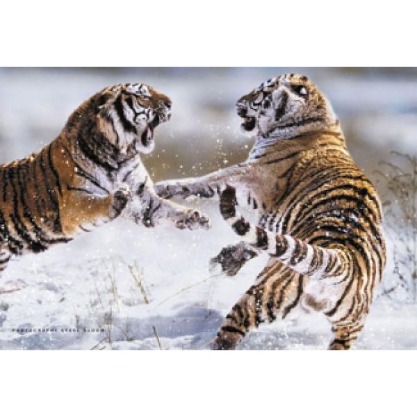 Poster para Quadros Tigres Siberianos Lutando 90x60 Cm