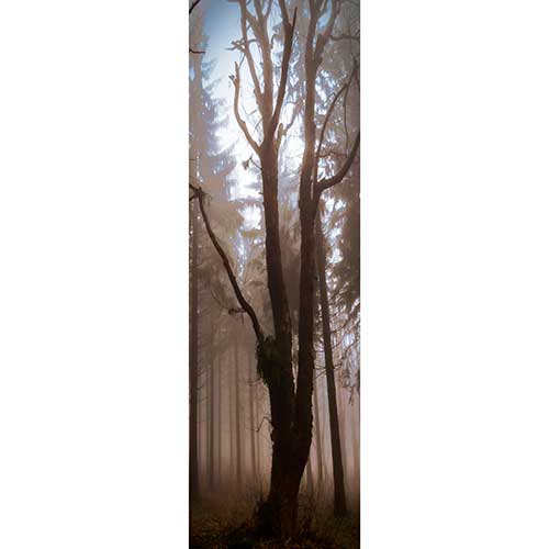 Gravura para Quadros Floresta rvore de Pinus Seca - Afi18327