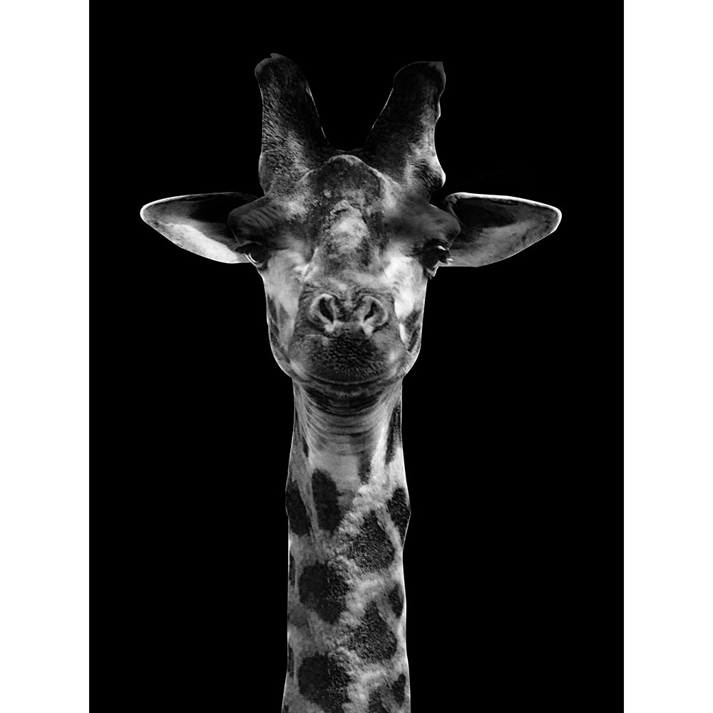 Tela para Quadros Decorativo Pescoo Longo Girafa Preto e Branco - Afic13944