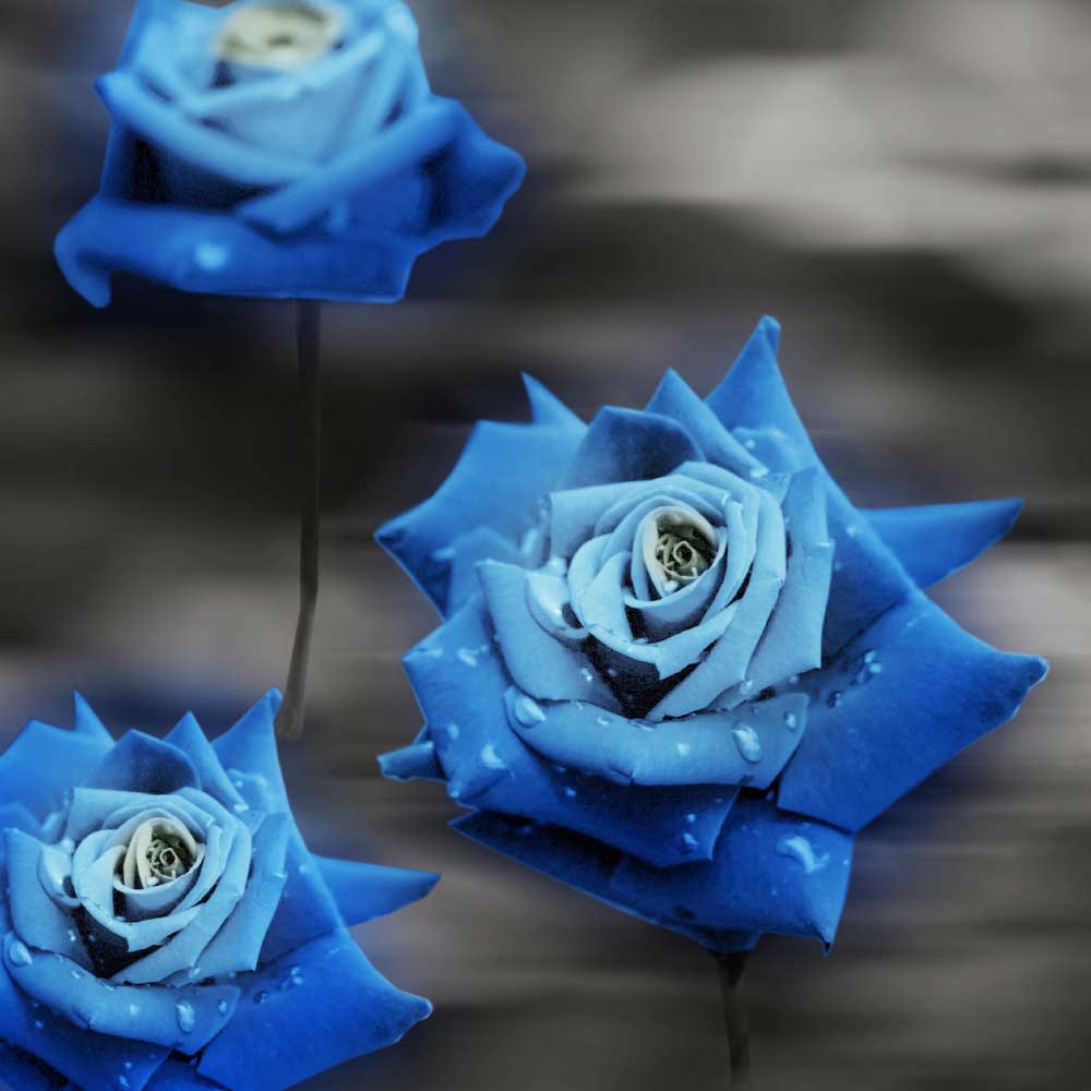Tela para Quadros Decorativos Rosa Azul - Afic10118