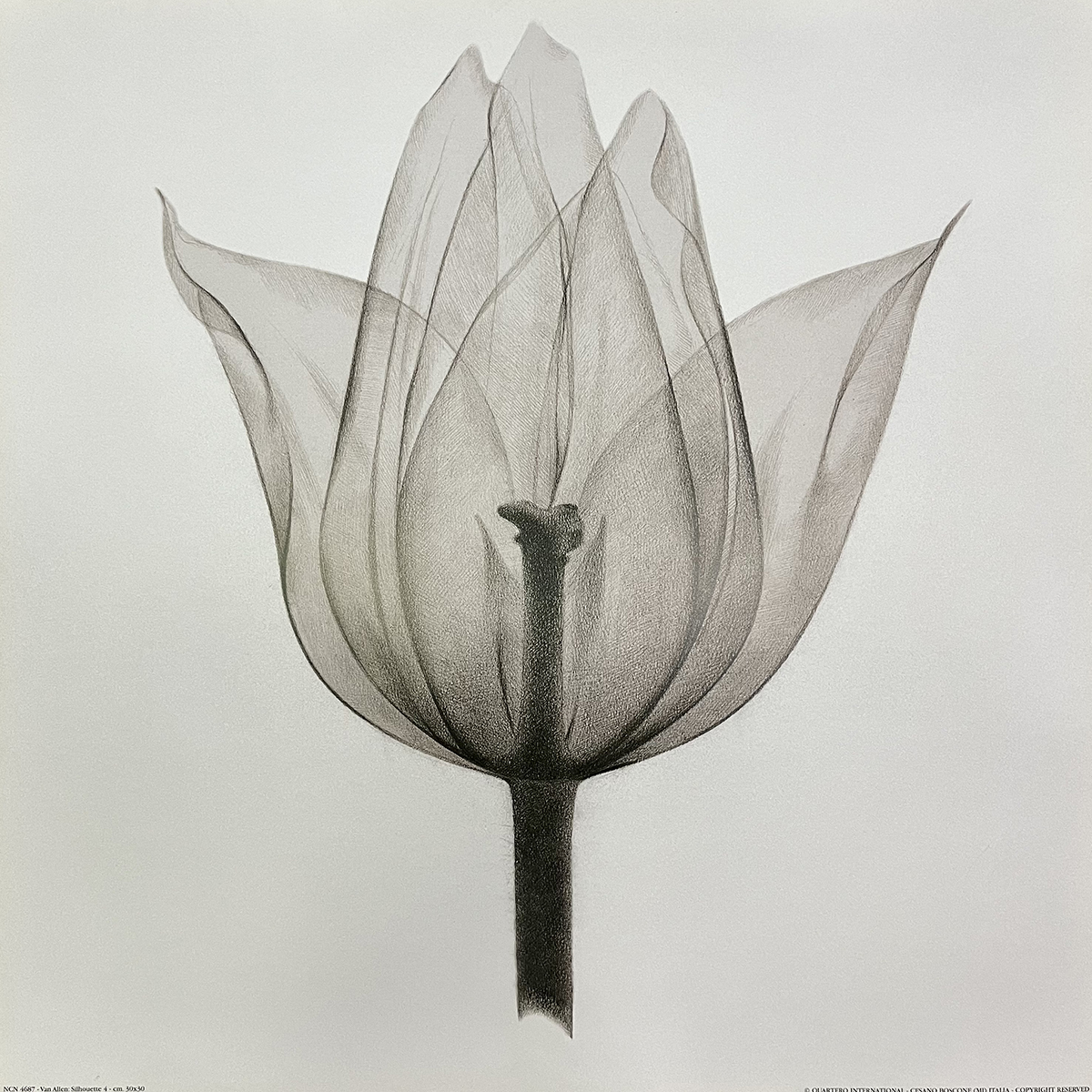 Gravura para Quadros Floral Flor Tulipa de Cor Fume Transparente - Ncn4687 - 30x30 Cm
