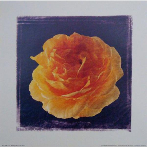 Gravura para Quadros Rosa Amarela - Ncn3698/2 - 25x25 Cm