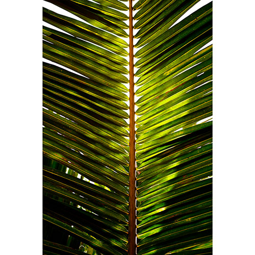 Tela para Quadros Folha Verde Palmeira Decorativo - Afic18772
