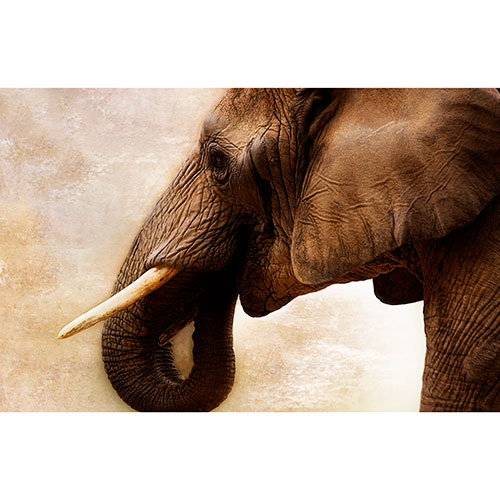 Gravura para Quadros Decorativo Elefante Fundo Abstrato - Afi18035