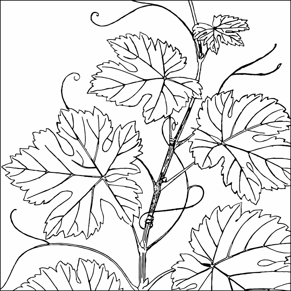 Tela para Quadros Decorativo Folhas Ilustrativa de Uva - Afic13738