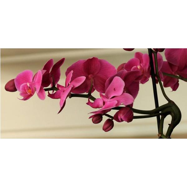 Gravura para Quadros Florais Maravilhosa Orqudea Rosa - Afi2153 - 70x35 cm