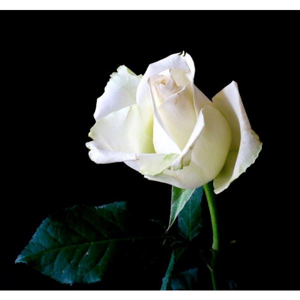 Gravura para Quadros Boto de Rosa Branca - Afi5942