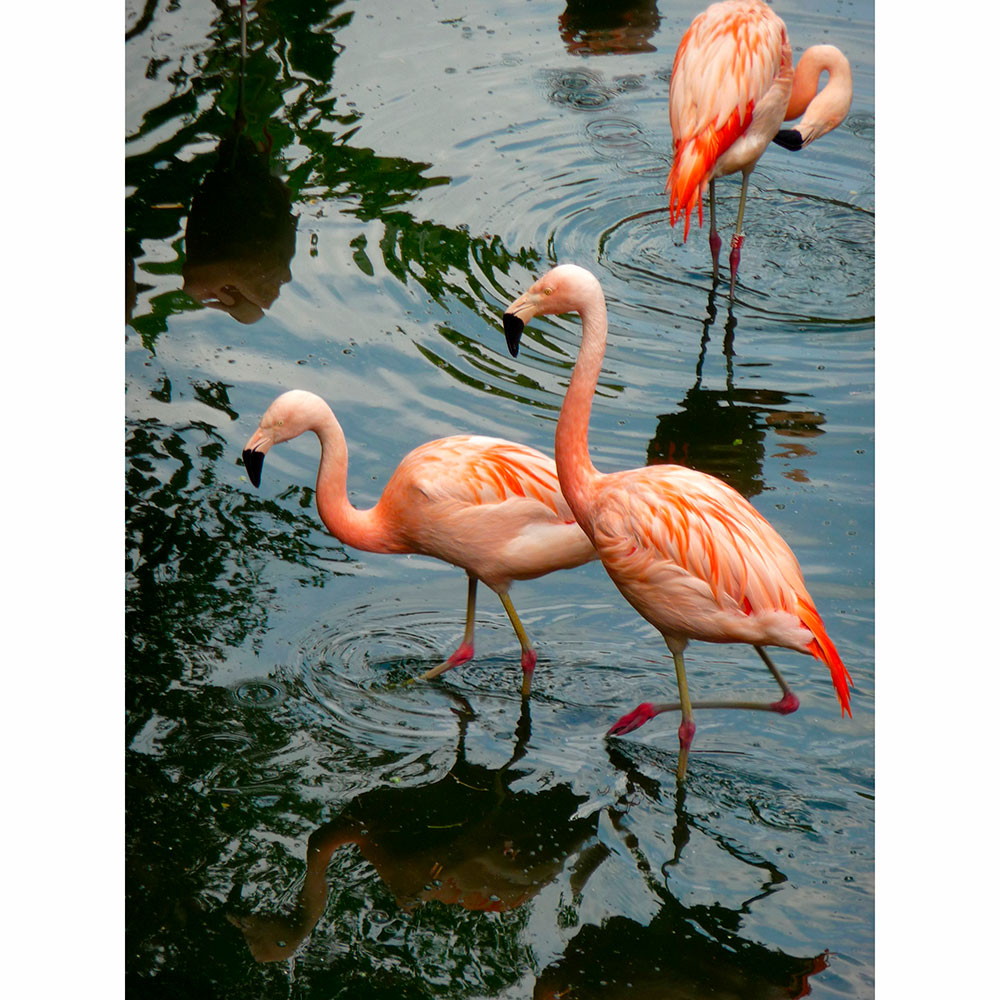 Gravura para Quadros Trio Flamingos No Lago - Afi13377 -90x120 Cm