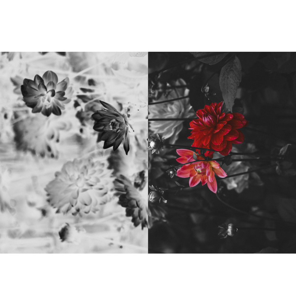 Tela para Quadros Floral Maravilhoso Crisntemo Vermelho - Afic7124 - 117x115 Cm