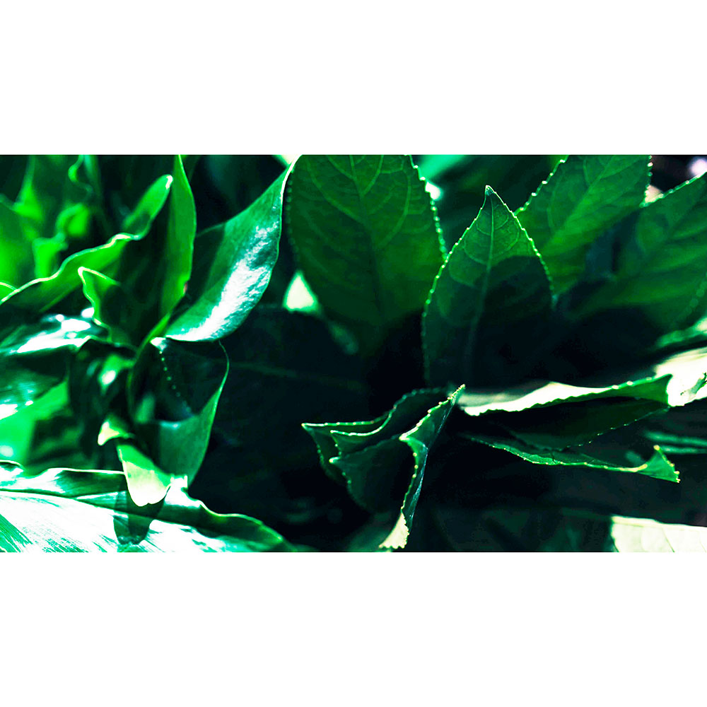 Gravura para Quadros Folhas de Fotnias Verde - Afi13420