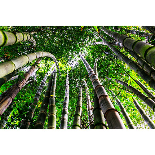 Tela para Quadros Decorativo rvores de Bambu Verde - Afic18920