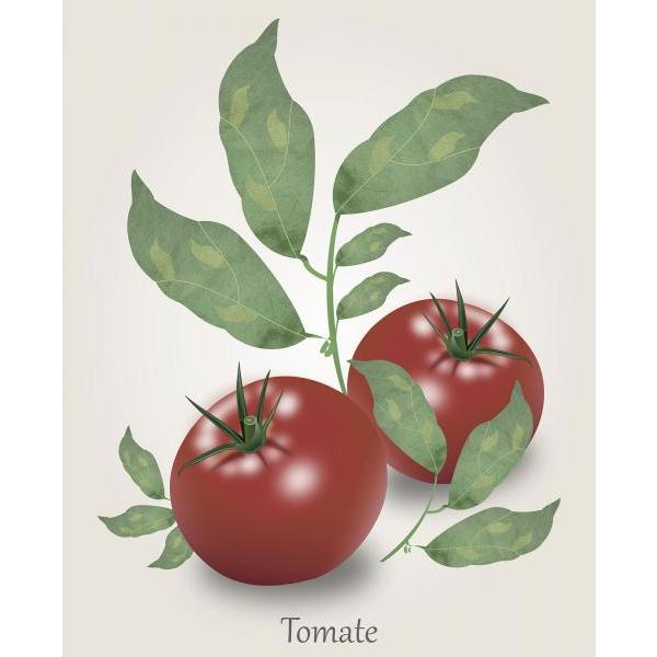 Gravura para Quadros Tempero Belo Tomate Vermelho - Afi4364