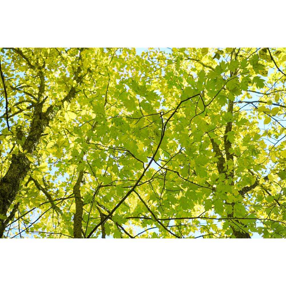 Tela para Quadros Decorativos rvore Pltano Ornamental com Folhas Verdes - Afic9074