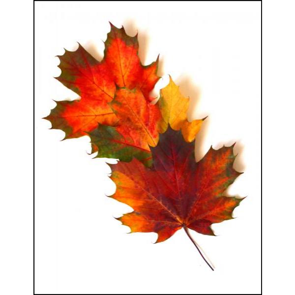 Gravura para Quadro Folhas de Outono Colorida - Afi7473